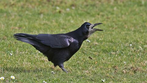 Rook | London Wildlife Trust